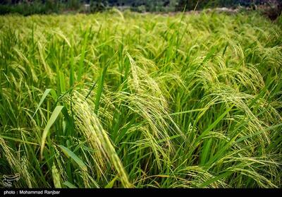 نخستین برداشت مکانیزه برنج آغاز شد - تسنیم