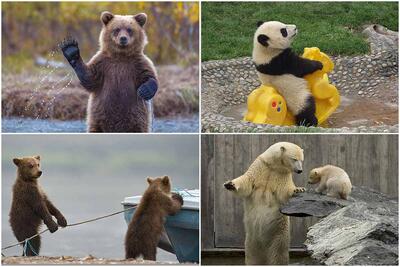 تصاویر تعجب‌برانگیز از خرس‌ها در حال انجام حرکات انسانی - زومیت