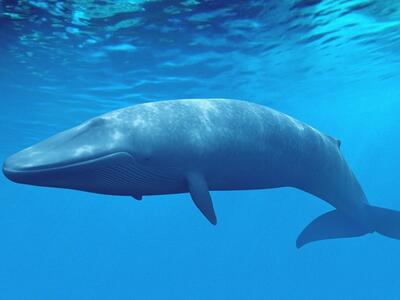 کشف جدید درباره نهنگ های عنبر