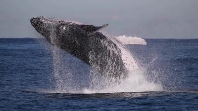 لحظه شکار فوک دریایی توسط نهنگ قاتل (فیلم)