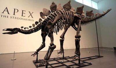 این دایناسور ۱۶۱ میلیون ساله حراج می‌شود!
