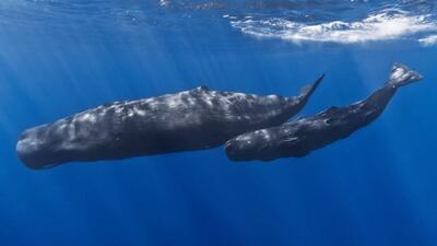 دانشمندان با کمک هوش مصنوعی «الفبای آوایی» نهنگ‌های عنبر را کشف کردند؛ چقدر شبیه زبان انسان است؟