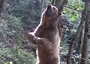 ثبت تصاویر جالب از ‎خرس قهوه‌ای در ارتفاعات ‎مازندران +ویدئو