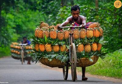 (تصاویر) دوچرخه‌سواری آناناس‌ها