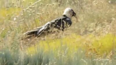 (ویدئو) تصاویر جدید از قدم زدن همای سعادت در پارک‌ ملی گلستان