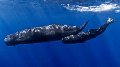 دانشمندان با کمک هوش مصنوعی «الفبای آوایی» نهنگ‌های عنبر را کشف کردند؛ چقدر شبیه زبان انسان است؟