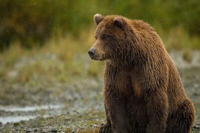 (ویدئو) ثبت تصاویری از ‎خرس قهوه‌ای در ارتفاعات ‎مازندران