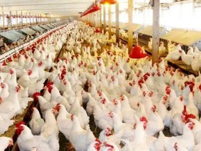 مرغ‌ها تخم نکنند تا بازار به تعادل برسد/ رایزنی با روسیه برای صادرات تخم مرغ