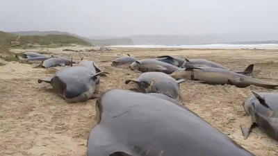 تلف شدن ده‌ها نهنگ در سواحل اسکاتلند