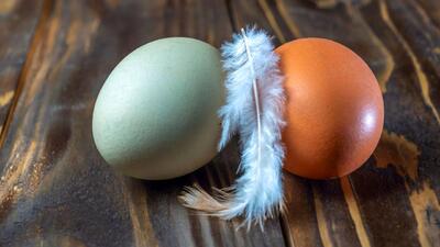 دلیل رنگ متفاوت تخم‌مرغ‌ها چیست و آیا رابطه‌ای با طعم دارد؟