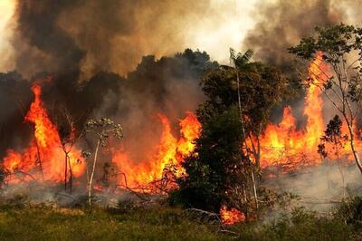 ببینید | جزئیات آتش‌سوزی در جنگل و مراتع منطقه حفاظت شده خائیز