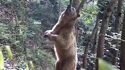 تصاویر لحظه بامزه خرس قهوه‌ای در حال خاراندن پشتش با درخت در ارتفاعات مازندران + ویدئو