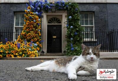 (ویدیو) خوش شانس ترین گربه‌ای که با 6 نخست وزیر هم خانه شد/ فقط اون ژست هایی که میگیره/ ایشون لری  کارمند دولت بریتانیا هستن با سابقه ای درخشان!😮😮