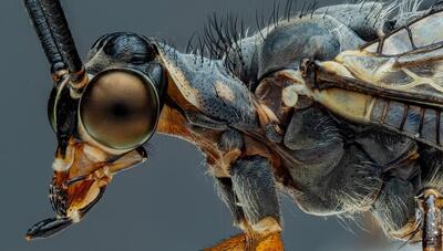 مورچه‌ گیر: این شکارچی یک سنجاقک نیست! (عکس)
