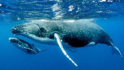 کشف الفبای آوایی نهنگ‌های عنبر با کمک هوش مصنوعی | سیتنا