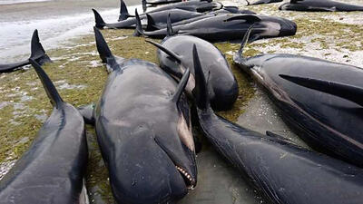 بزرگترین مرگ دسته جمعی نهنگ خلبان/ عامل به گل نشستن نهنگ ها شناسایی شد؟+فیلم