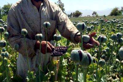 طالبان مزارع خشخاش را از بین برد | اقتصاد24