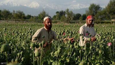 طالبان مزارع خشخاش را از بین برد