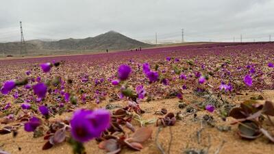 ببینید/ وقتی خشک ترین بیابان روی کره زمین گل می دهد