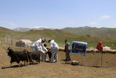 واکسیناسیون دام عشایر استان اردبیل علیه بیماری تب برفکی آغاز شد