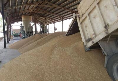 ۶۰ درصد گندم خریداری شده در همدان توسط تعاون روستایی انجام شده است