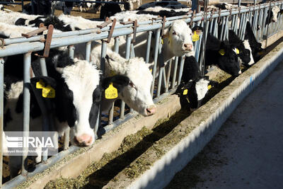 رشد ۱.۹ درصدی تعداد دام سنگین در کشور در بهار ۱۴۰۳/ رشد ۱۲.۵ درصدی تولید شیر