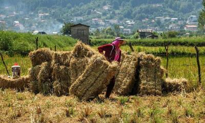معاون وزیر جهاد کشاورزی: امسال محصول برنج قیمت‌گذاری دولتی نمی‌شود