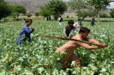 طالبان مزارع خشخاش را از بین برد