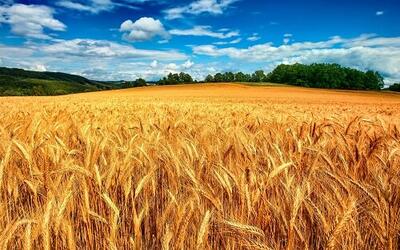 خرید بیش از ۳۸هزار تن گندم از کشاورزان شهرستان البرز