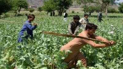 طالبان مزارع خشخاش را از بین برد - مردم سالاری آنلاین