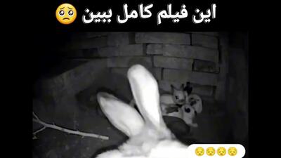 ببینید/ پنهان کردن بچه خرگوش ها توسط خرگوش مادر