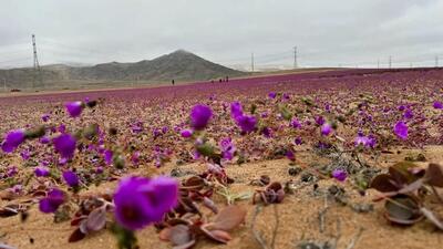 خشک‌ترین صحرای جهان پر از گل‌های سفید و بنفش شد + ویدئو