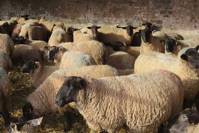 قیمت هر کیلوگرم گوسفند زنده ۳۵۰ هزار تومان