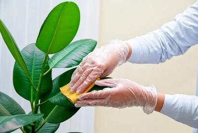 چگونه برگ گل‌های خانه را به‌راحتی و مؤثر تمیز کنیم؟ 8 روش ساده و کاربردی برای شستشو و نگهداری از گیاهان خانگی