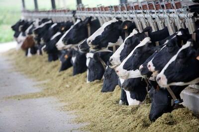 افزایش ۲ درصدی جمعیت گاو و گوساله در دامداری‌های کشور