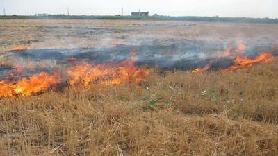 سرمایه سوزی با آتش زدن بقایای گیاهان زراعی