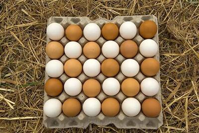 قیمت تخم مرغ امروز یکشنبه ۲۴ تیر ۱۴۰۳+ جدول