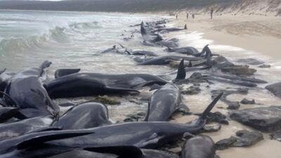 علت مرگ 65 نهنگ خلبان مشخص شد/ حیواناتی که برای نجات دوست به گل نشستند+ عکس و فیلم