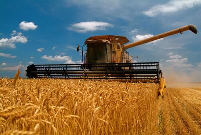 افزایش تولید گندم در کشور