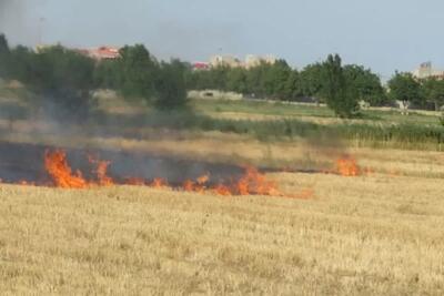 بازداشت متخلفان آتشسوزی بقایای گیاهی مزارع در اردبیل | پایگاه خبری تحلیلی انصاف نیوز