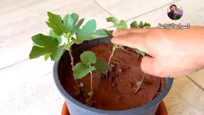 (ویدئو) یک روش خلاقانه برای پرورش درخت انجیر در خانه با کمک میوه انجیر