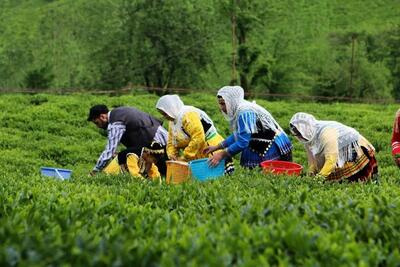 خرید بیش از ۴۰ هزار تن برگ سبز چای درجه یک از چایکاران شمال کشور