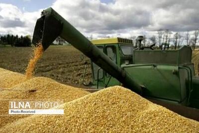 خرید تضمینی 150 هزار تن گندم از کشاورزان همدانی