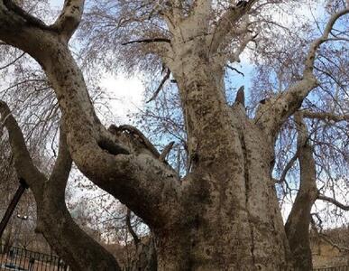 درخت چنار کهنسال تیران راور در فهرست آثار ملی قرار گرفت