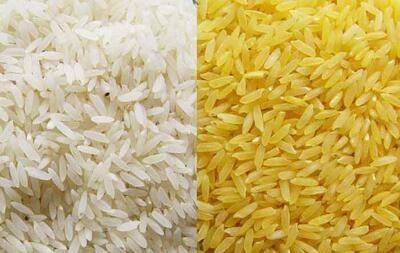 برنج طلایی تراریخته وارد کشور نشده است
