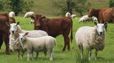 قیمت هر کیلوگرم گوسفند زنده و گوساله اعلام شد - مردم سالاری آنلاین