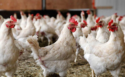 پیش‌بینی سهم ۳۰ درصدی مرغ لاین آرین در بازار گوشت مرغ