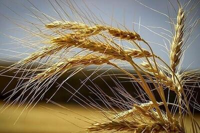 خرید ۱۵۰ هزار تن گندم از مزارع استان همدان