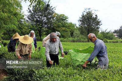 ۸۴ هزار تن برگ سبز چای از چای‌کاران خریداری شد