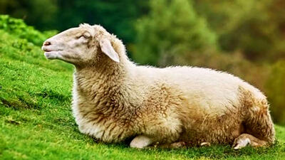 یک گوسفند 2 مرد اهل خمین را به کشتن داد !
